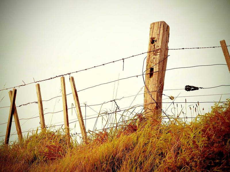 Mercedes-Benz C 220 d AMG Line