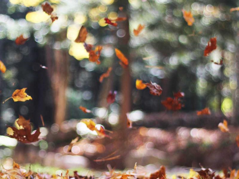 Mercedes-Benz C 220 d AMG Line