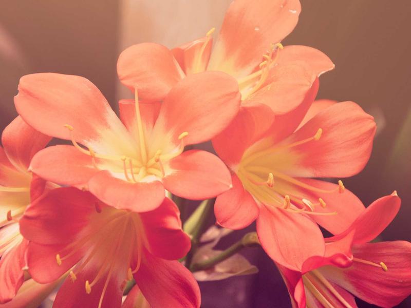 Volkswagen ID.4 Pro Performance