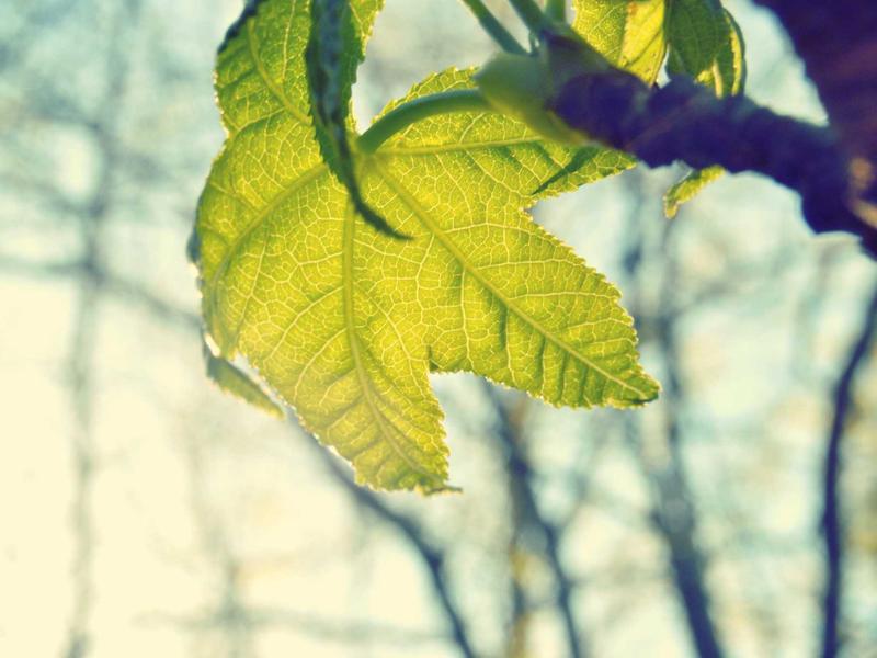 Toyota RAV4 2.5 Hybrid AWD-i Luxury