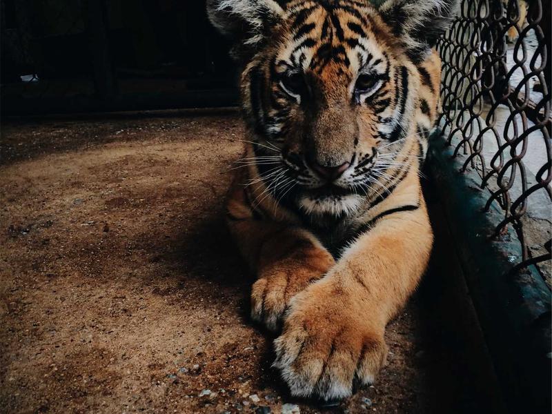 Skoda Octavia 2.0 TDI DSG Style