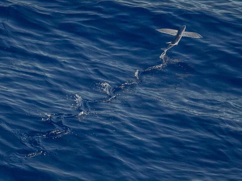 Skoda Octavia 2.0 TDI DSG Style