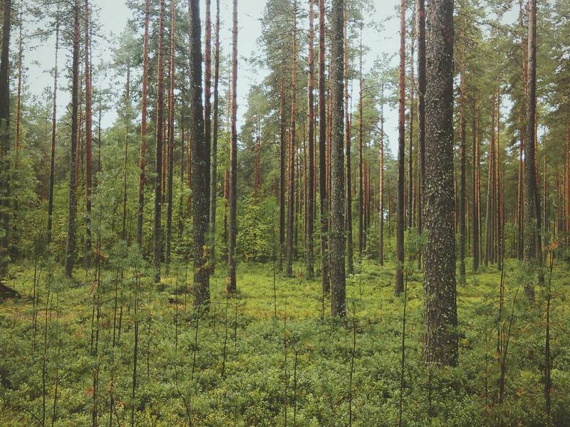 Skoda Octavia 2.0 TDI DSG Style