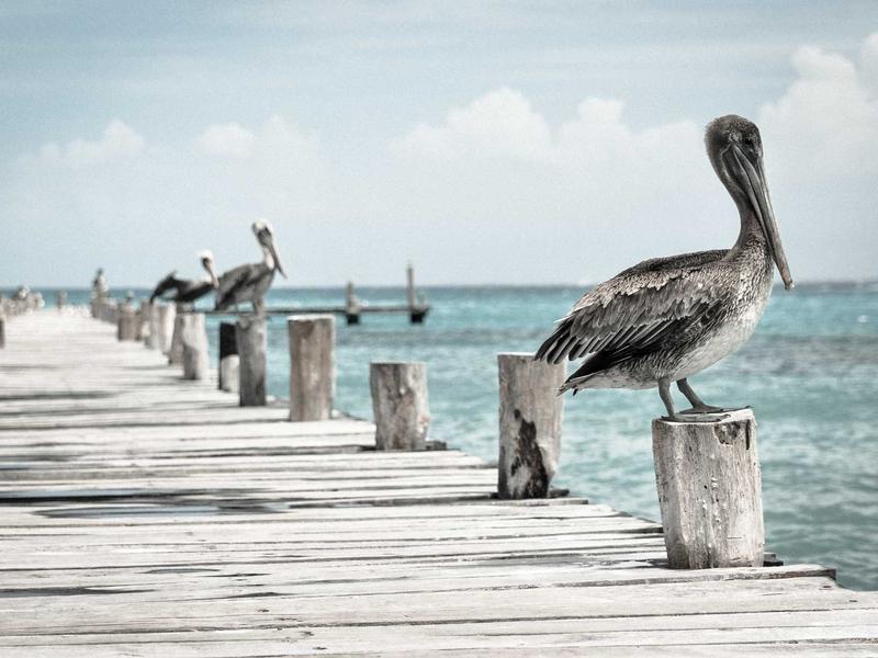 Skoda Kodiaq 2.0 TDI 4x4 DSG Sportline