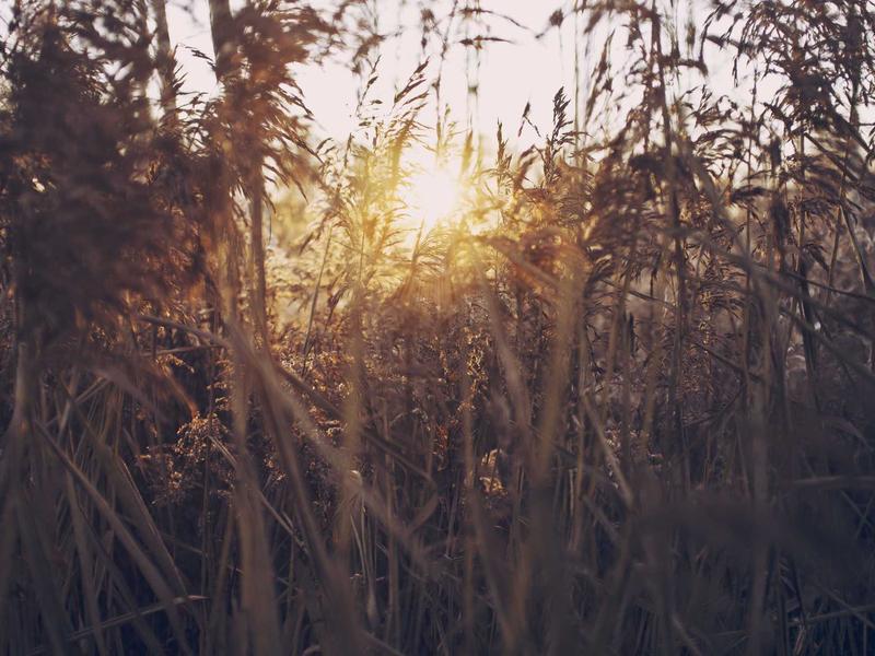 Skoda Kamiq 1.0 TSI Style