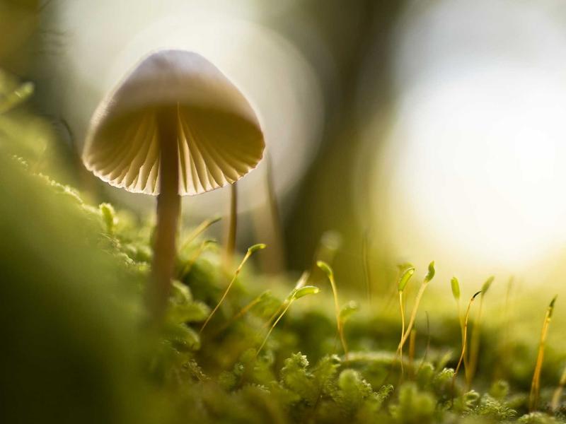 Dacia Sandero Stepway 1.0 TCe Comfort