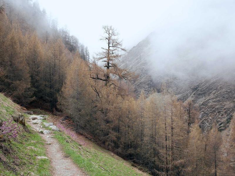 Ford Focus 1.5 EcoBlue ST-Line