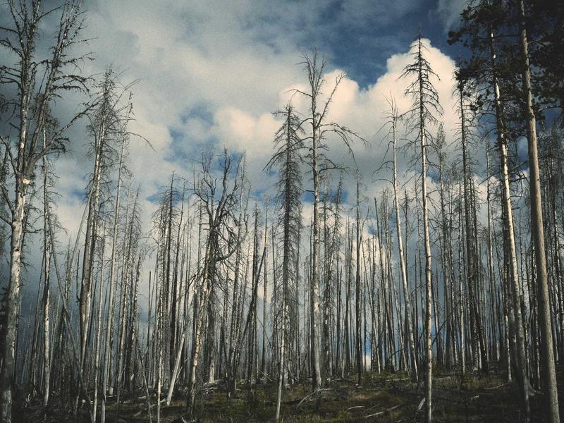 Ford Focus 1.5 EcoBlue ST-Line