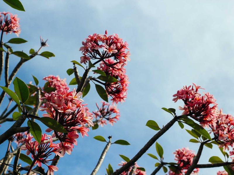 Ford Focus 1.5 EcoBlue ST-Line