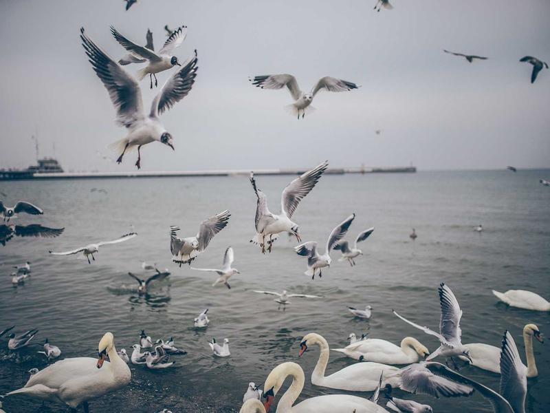 Ford Kuga 2.5 PHEV ST-Line X