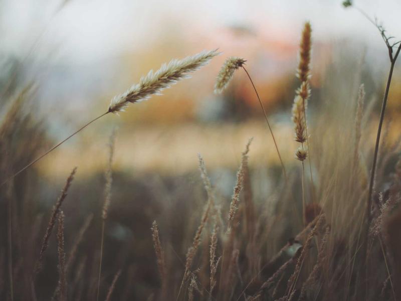 Ford Puma 1.0 EcoBoost mHEV ST-Line