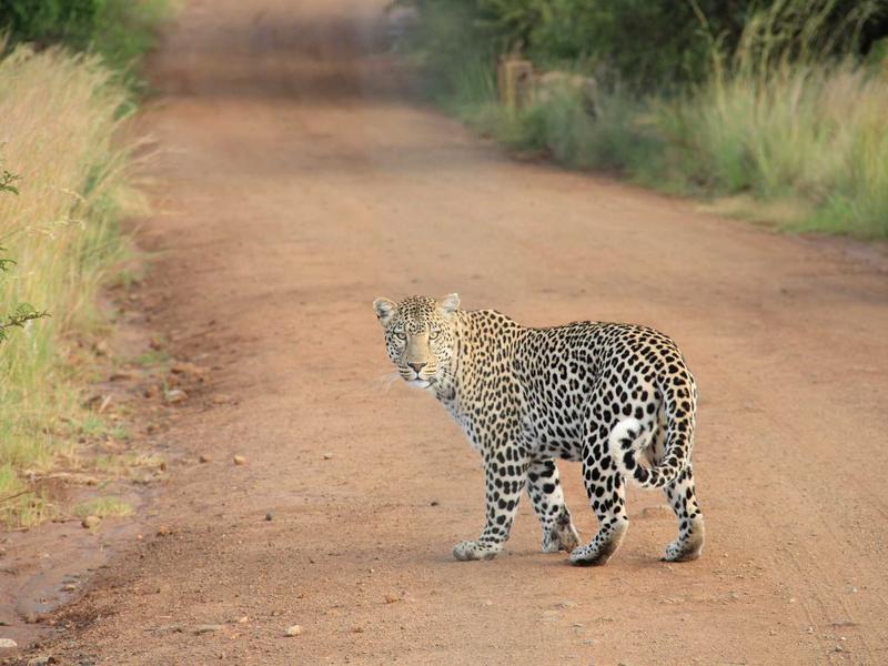 Ford Puma 1.0 EcoBoost mHEV ST-Line