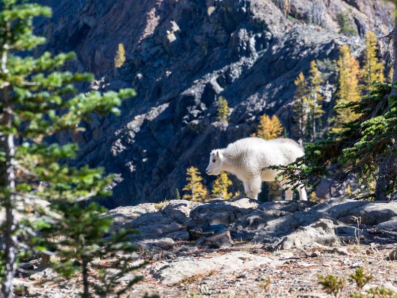 Kia Sportage 1.6 T-GDi HEV GT-Line